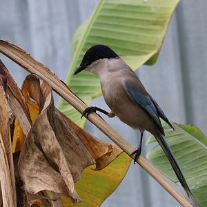 Azure-winged Magpie (Cyanopica cyanus)
