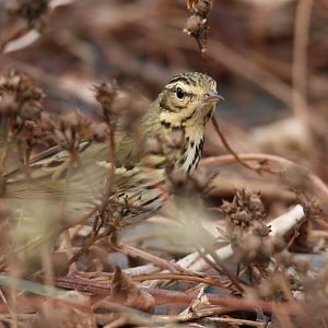 Olive-backed Pipit