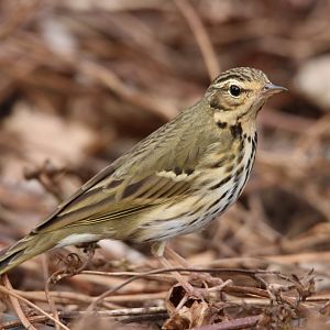 Olive-backed Pipit (Anthus hodgsoni)