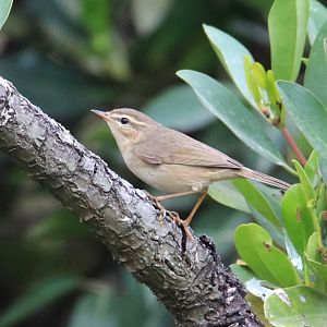Dusky Warbler (Phylloscopus fuscatus)