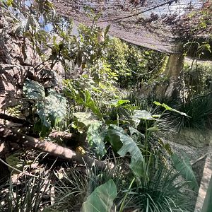 spider monkey enclosure