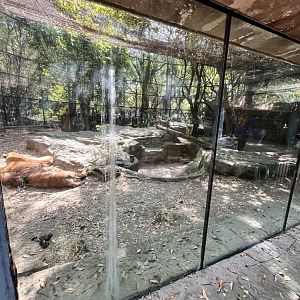 lion exhibit
