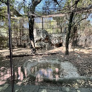 spotted hyena exhibit