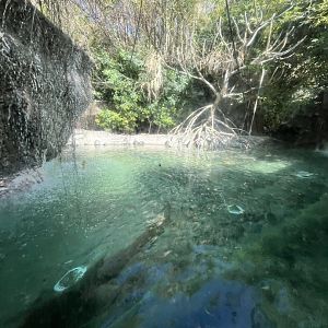 crocodile or caiman or something that i forgot exhibit