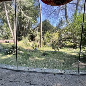 one of the big panda exhibits