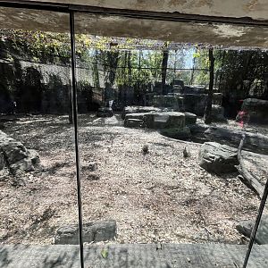 second tiger exhibit