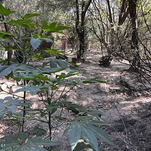 canadian wolf exhibit