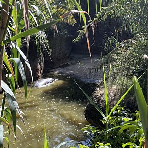 part of nile hippo exhibit