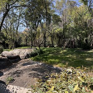 african lion exhibit