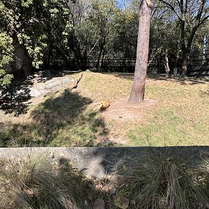african lion exhibit