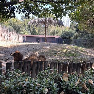 bactrian camel exhibit