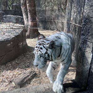 white tiger