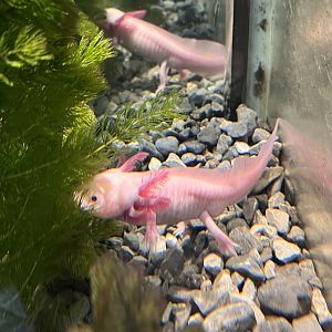 axolotl
