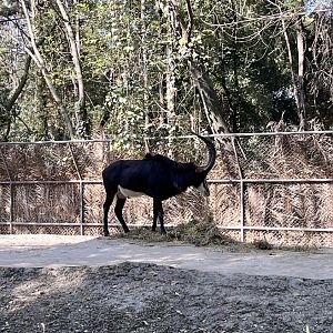 sable antelope