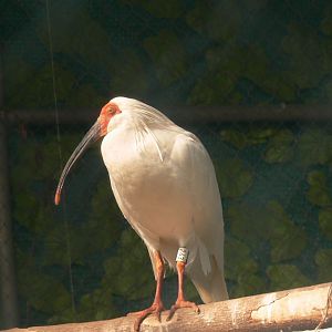 Crested Ibis-2