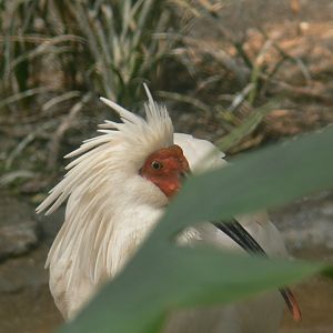 Crested Ibis-1