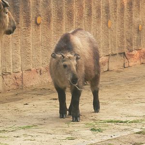 Chinese Takin