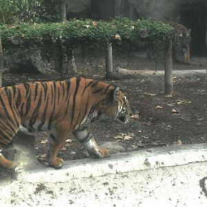 South Chinese Tiger-2