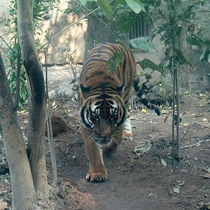 South Chinese Tiger-1