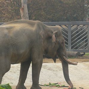 Asian Elephant"Ji sheng"