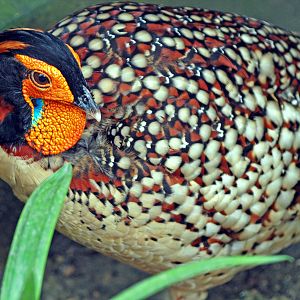 Cabot's Tragopan