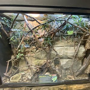 Emerald tree boa exhibit