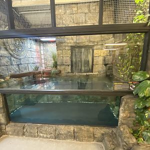 Green anaconda exhibit