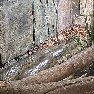 Green anaconda