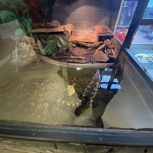 Philippine crocodile enclosure