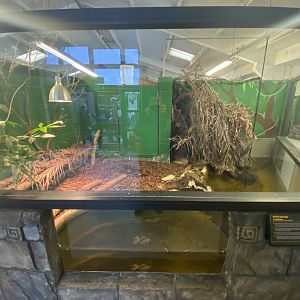 Spectacled caiman enclosure