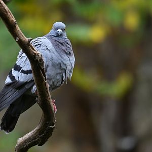 Rock pigeaon (Columba livia)