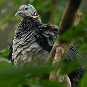 Ashy woodpigeon Columba pulchricollis