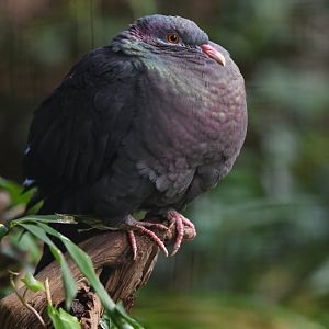 Philippine metallic pigeon Columba vitiensis griseogularis