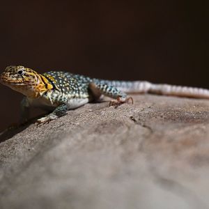Eastern collared lizard Crotaphytus collaris collaris