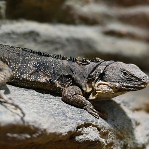 Oaxacan spiny-tailed iguana Ctenosaura quinquecarinata