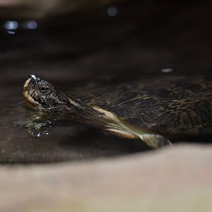 Eastern black-bridged leaf turtle Cyclemys pulchristriata