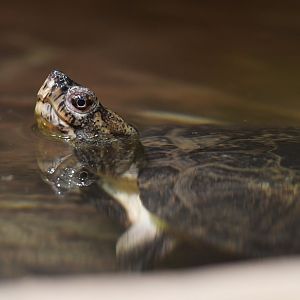 Eastern black-bridged leaf turtle Cyclemys pulchristriata