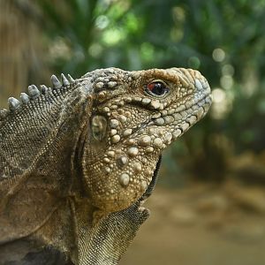 Cuban iguana Cyclura nubila