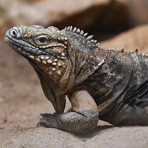 Cuban iguana Cyclura nubila
