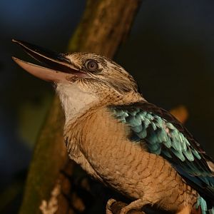 Blue-winged kookaburra Dacelo leachii