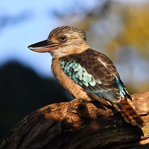 Blue-winged kookaburra Dacelo leachii