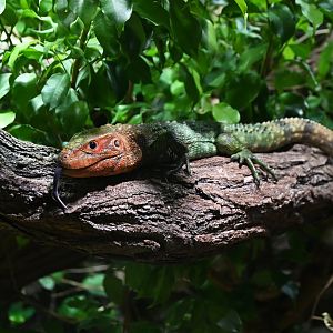Caiman lizard Dracaena guianensis