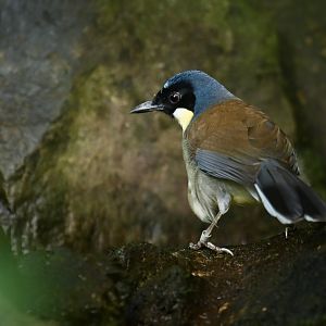 Blue-crowned laughingthrush Pterorhinus courtoisi