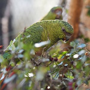 Greater austral parakeet Enicognathus ferrugineus ferrugineus