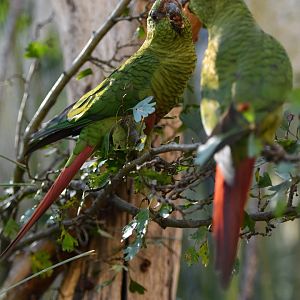 Greater austral parakeet Enicognathus ferrugineus ferrugineus