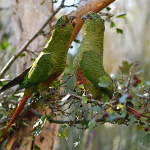 Greater austral parakeet Enicognathus ferrugineus ferrugineus