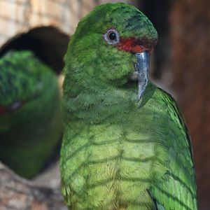 Slender-billed parakeet  Enicognathus leptorhynchus