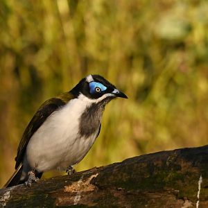 Blue-faced honeyeater  Entomyzon cyanotis