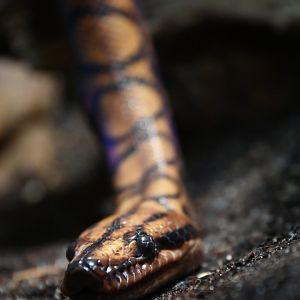 Brazilian rainbow boa Epicrates cenchria