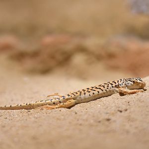 Gobi racerunner Eremias przewalskii